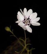 Blepharipappus scaber 18-9310